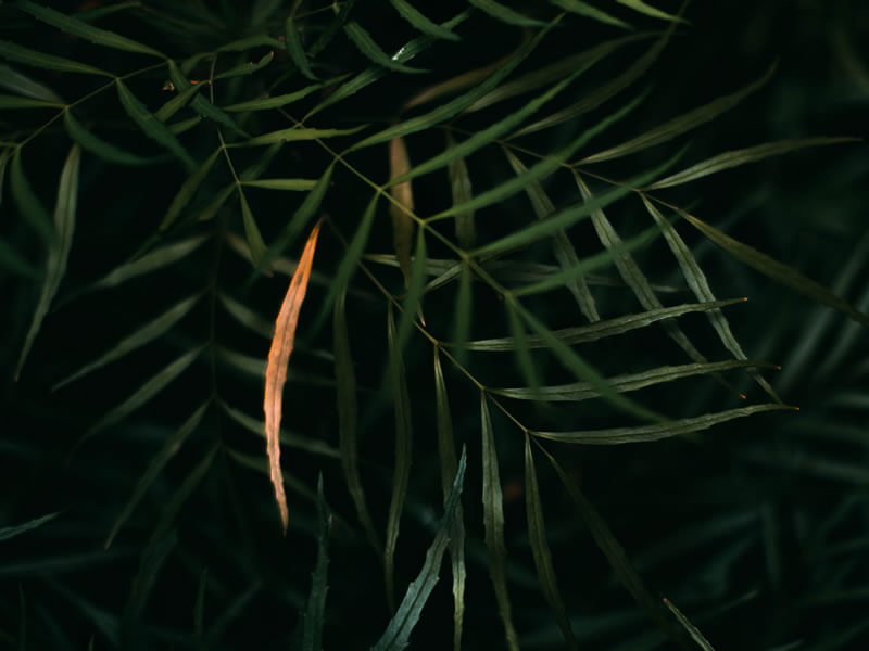 ARD Clinic smile gallery